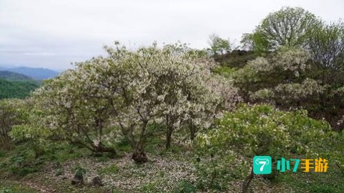 贵州省望谟县以种植什么而闻名